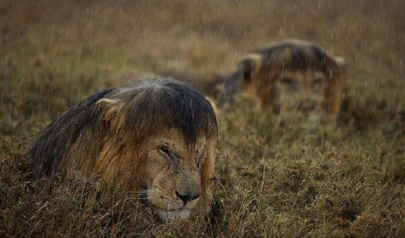 17 уморительных снимков, которые доказывают, что «животные» и «вода» - понятия несовместимые!