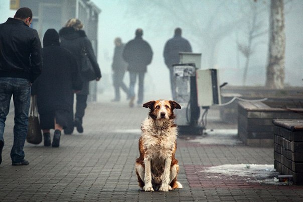 Бездомные псы умирают спокойно...