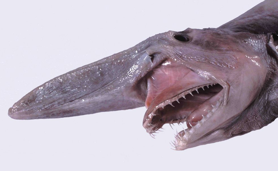 Устрашающие акулы с морских глубин