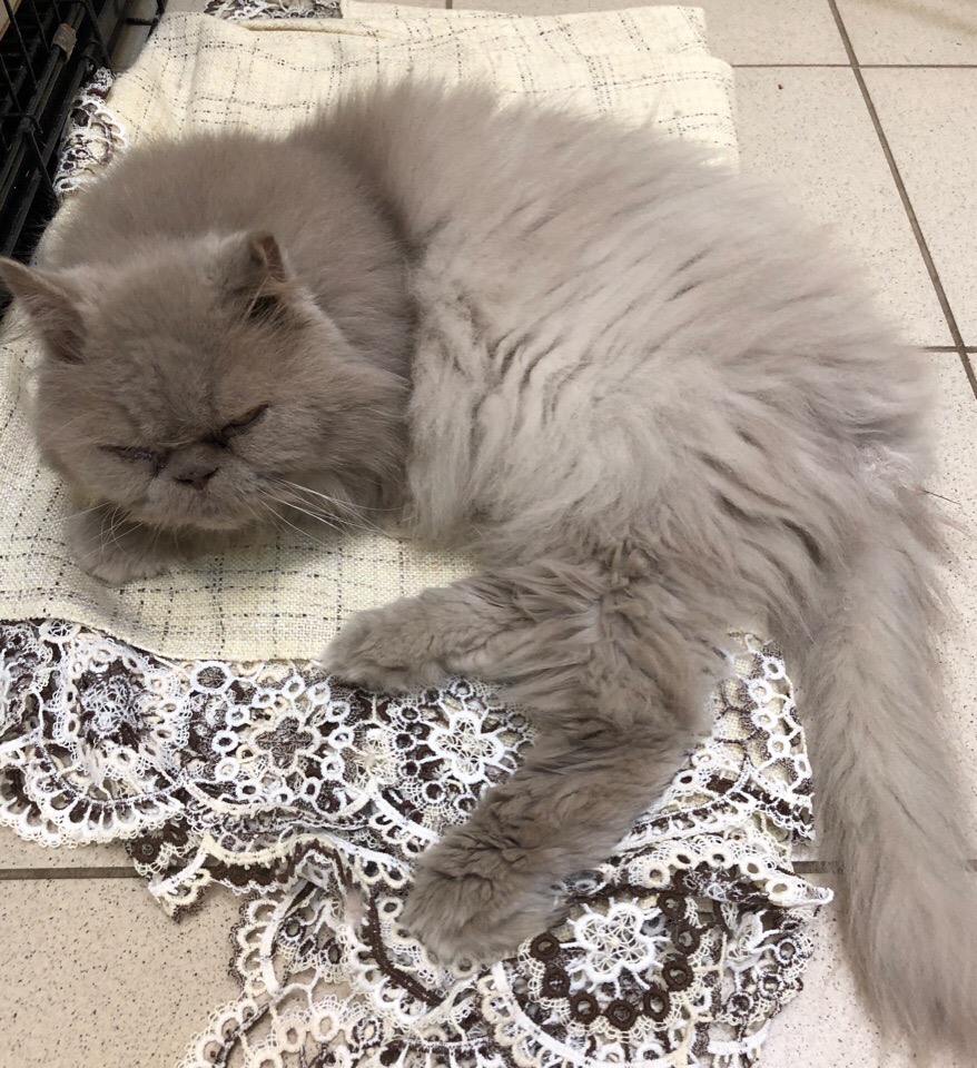 «Лоток, совок и плед…» Персидского кота выбросили на мусорку аэропорта — и он объявил голодовку!