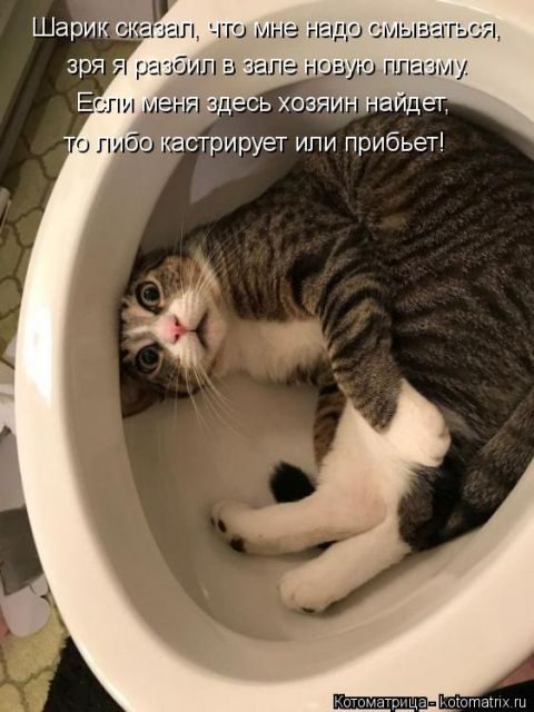 Самые свежие котоматрицы )) Самые свежие котоматрицы ))