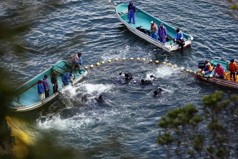 47rs140120a951 В Японии продолжаются жестокие убийства дельфинов
