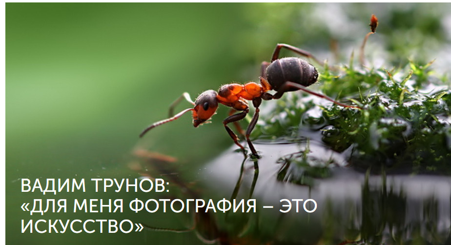 Микромир в объективе Владимира Трунова Микромир в объективе Владимира Трунова