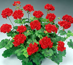 ������������� ���������. ��������� ���� � ������....