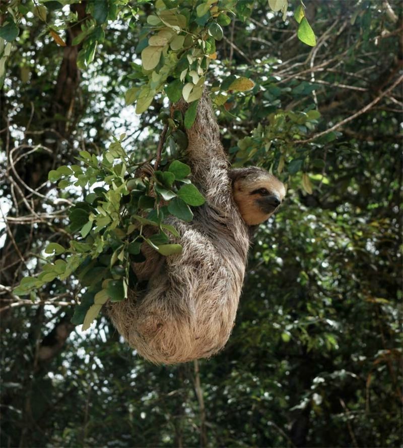 Amazonas25 Amazonas25 Большое фотопутешествие по лесам Амазонки