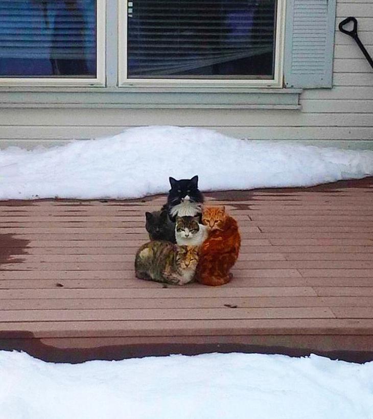Без кота и жизнь не та