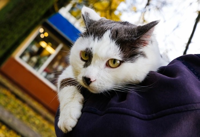 Кот, за которого предлагали 450 тысяч рублей Кот, за которого предлагали 450 тысяч рублей