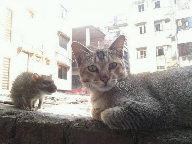Смешные и очаровательные животные Смешные и очаровательные животные