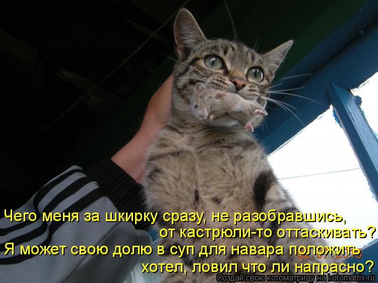 Котоматрица: Чего меня за шкирку сразу, не разобравшись, от кастрюли-то оттаскивать? Я может свою долю в суп для навара положить хотел, ловил что ли напра