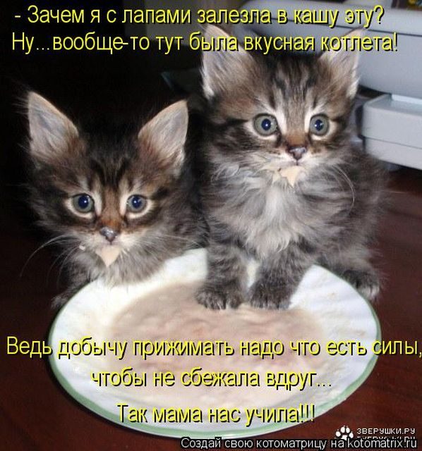 Самые свежие котоматрицы )) Самые свежие котоматрицы ))