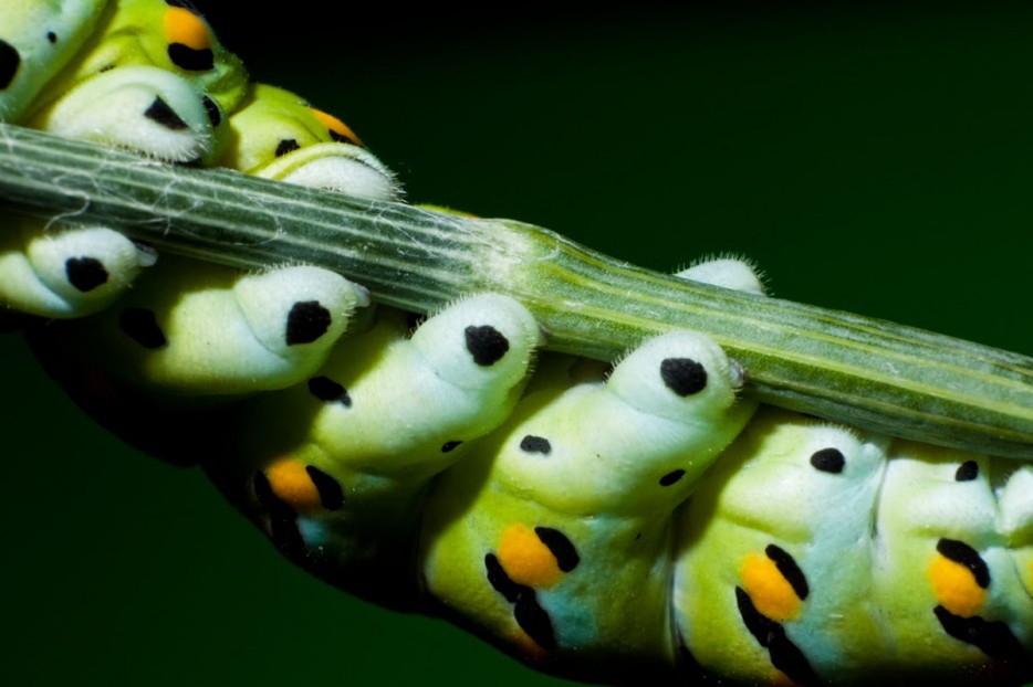 35 потрясающих 
снимков насекомых