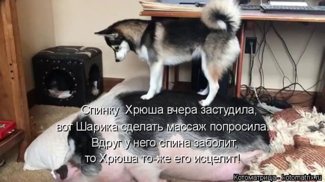 Самые свежие котоматрицы )) Самые свежие котоматрицы ))