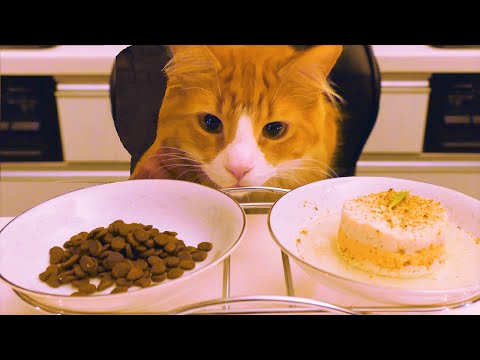 Кот выбирает между кормом и домашней едой. Увидев варианты, выбор становится очевидным!
