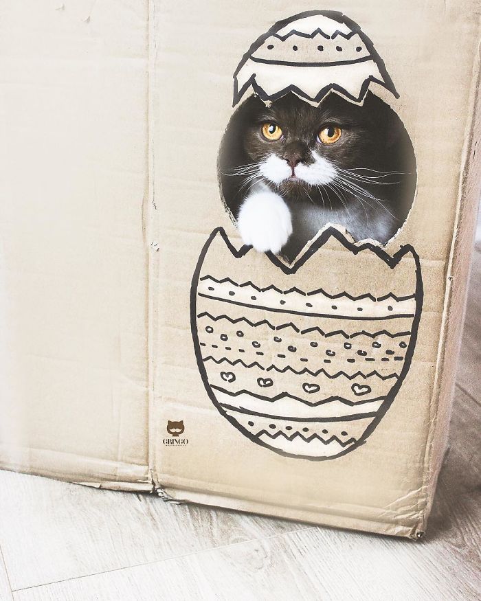 удивительный кот кот в коробке