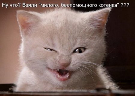 котомашечки от Лисицы))