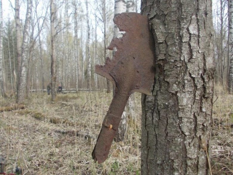 Оружие Великой Отечественной войны, вросшее в деревья Оружие Великой Отечественной войны, вросшее в деревья