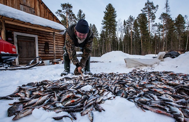 Секретная наживка деревенских рыболовов. Незаменима по последнему льду