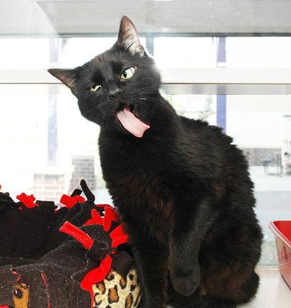Собаки и котЯки языкомдразняки+ один жираф и еще по мелочи... Собаки и котЯки языкомдразняки+ один жираф и еще по мелочи...