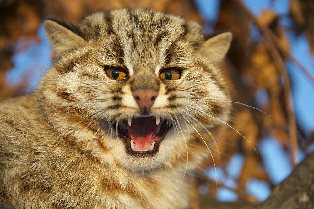 Амурский  красавец лесной кот