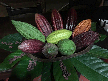 cacao pods