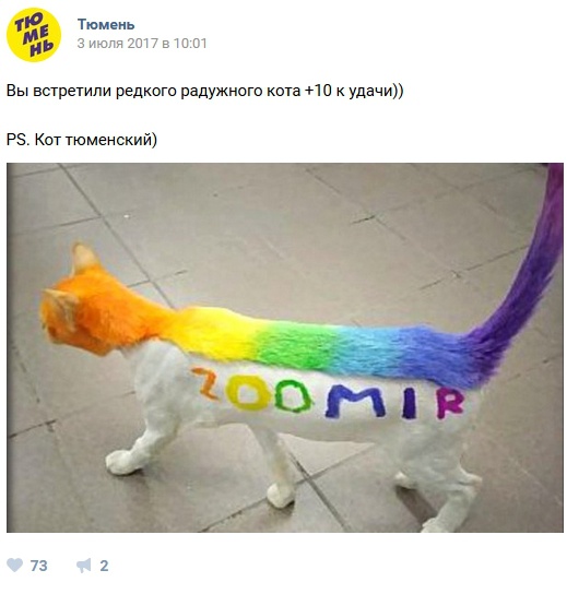 Радужный кот в Тюмени