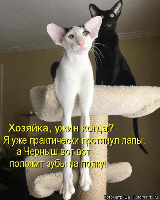 Котоматрицы великолепные, каждая с кусочком тепла, позитива и улыбкой!!! Всем добрых событий сегодня!!!