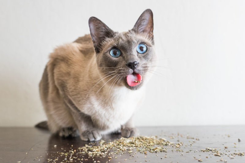 Коты и кошачья мята: вы еще не знаете, что такое кайф!