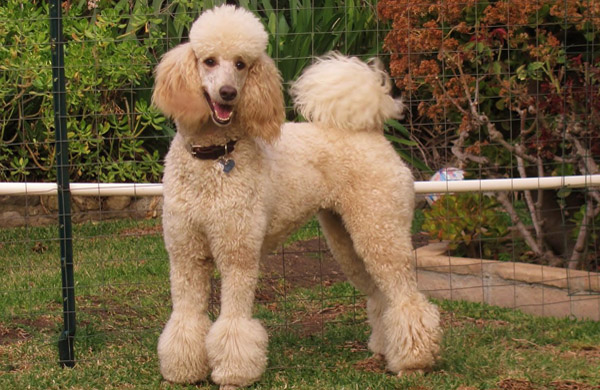 http://dogcatfan.com/uploads/posts/1439539580_bolshoy-pudel.jpg