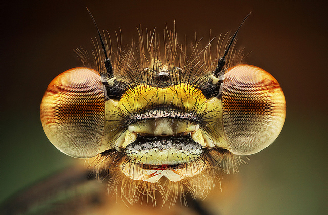 Впечатляющие макроснимки насекомых