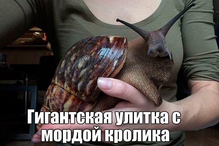 Прикольные картинки и фотографии с надписями (11 фото) Прикольные картинки и фотографии с надписями (11 фото)