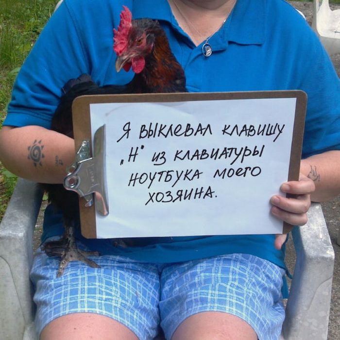15 провинившихся куриц, которым очень стыдно за свои деяния