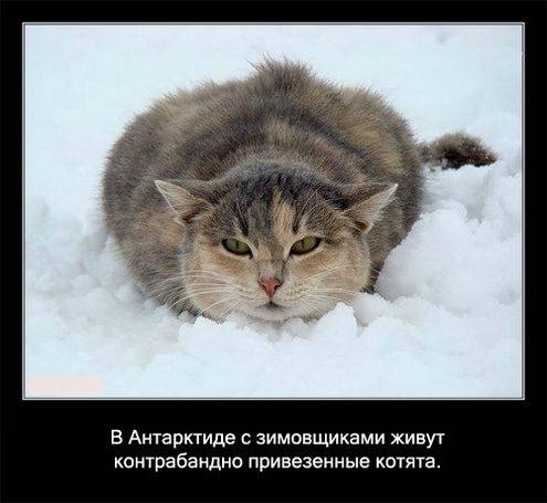 Интересные факты о кошках в картинках Интересные факты о кошках в картинках