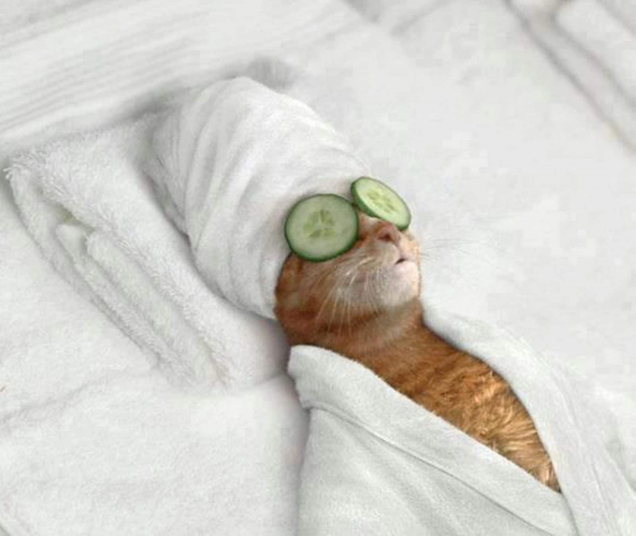 13 смешных котов, которые ведут себя как люди 13 смешных котов, которые ведут себя как люди