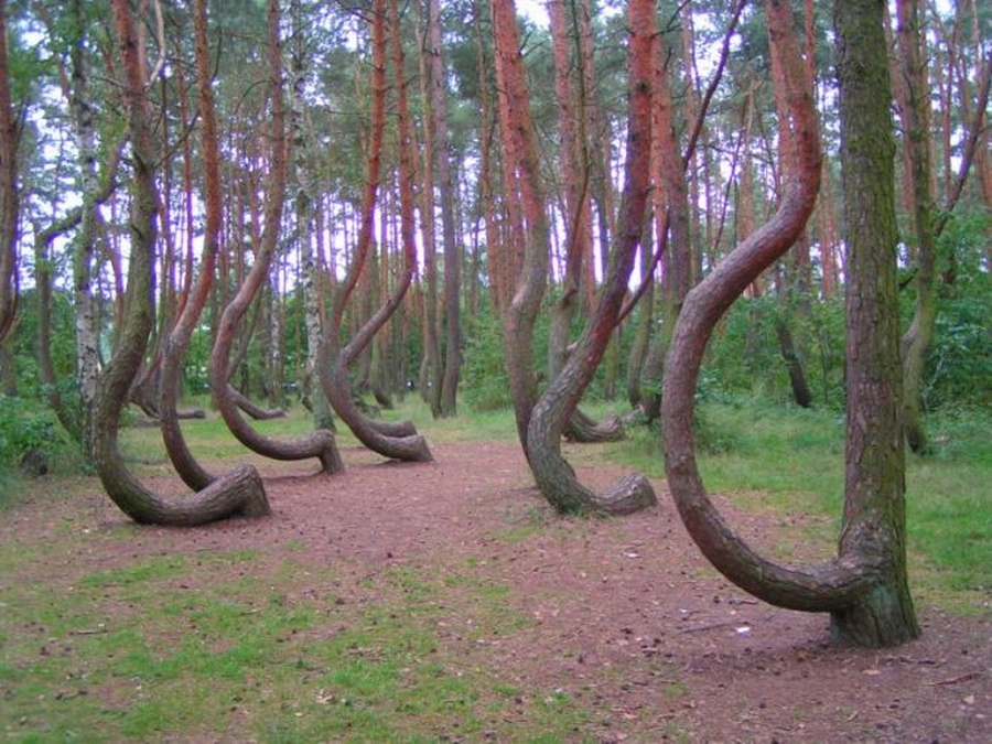 Кривой лес (2)