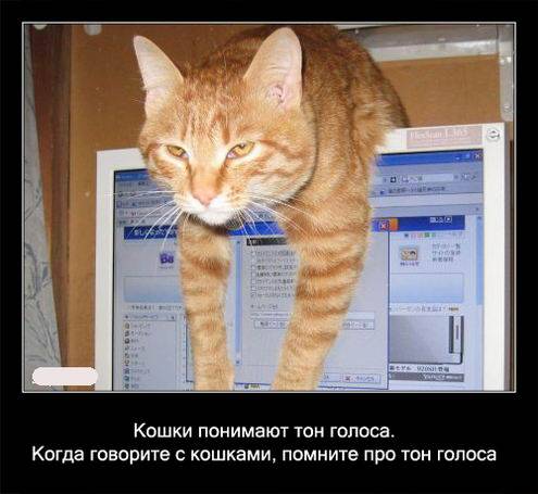 Интересные факты о кошках в картинках Интересные факты о кошках в картинках