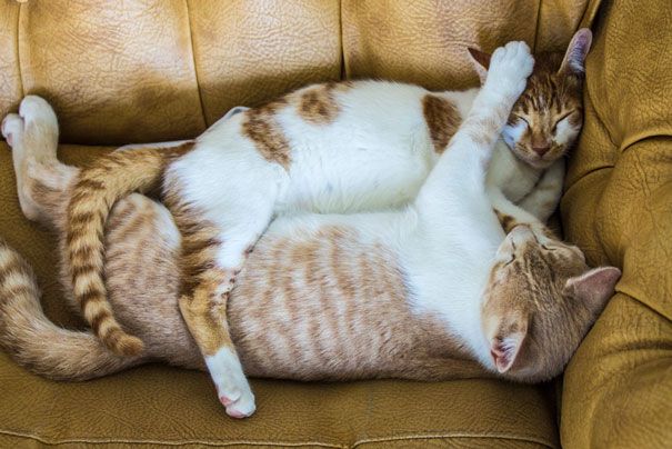 18 кошек доказывающих, что любить может каждый кошки которые умеют любить, кошачья любовь