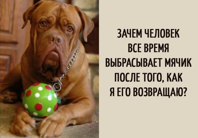 Вот о чём думают собаки!) Вот о чём думают собаки!)