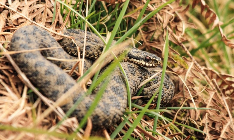 Фото: snakesintheforestofdean.blogspot.com
