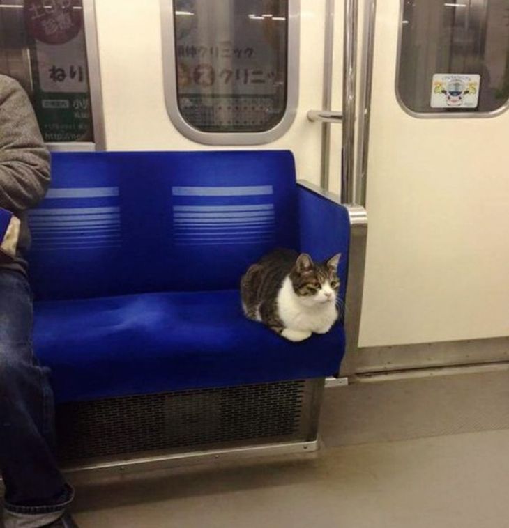 Кошка из Токио умеет самостоятельно ездить в метро Кошка из Токио умеет самостоятельно ездить в метро