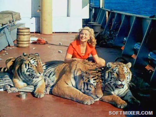 Полосатый рейс, фильм