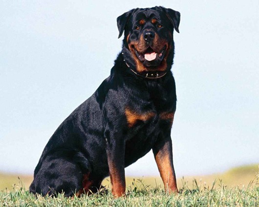 clip_image002 clip_image002