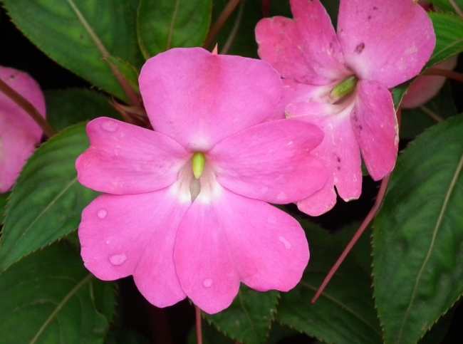 Самые неприхотливые комнатные растения Самые неприхотливые комнатные растения