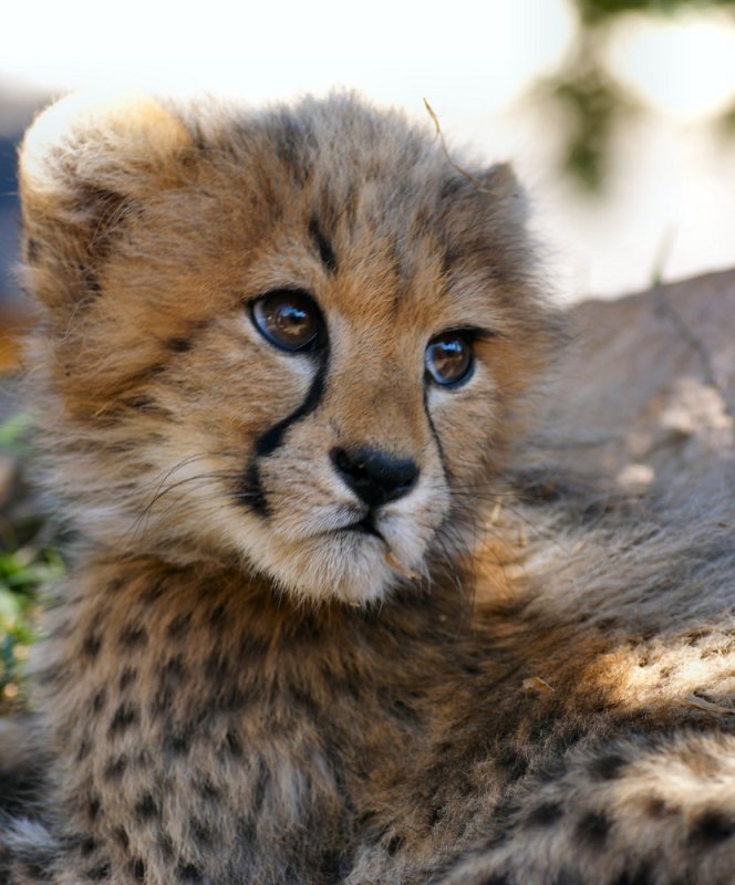 Дикие кошки (27 фото)