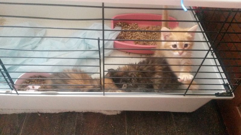 Трое брошенных котят жалобно мяукали и жались друг к другу Трое брошенных котят жалобно мяукали и жались друг к другу волонтер, история, кот, котенок, кошка, приют