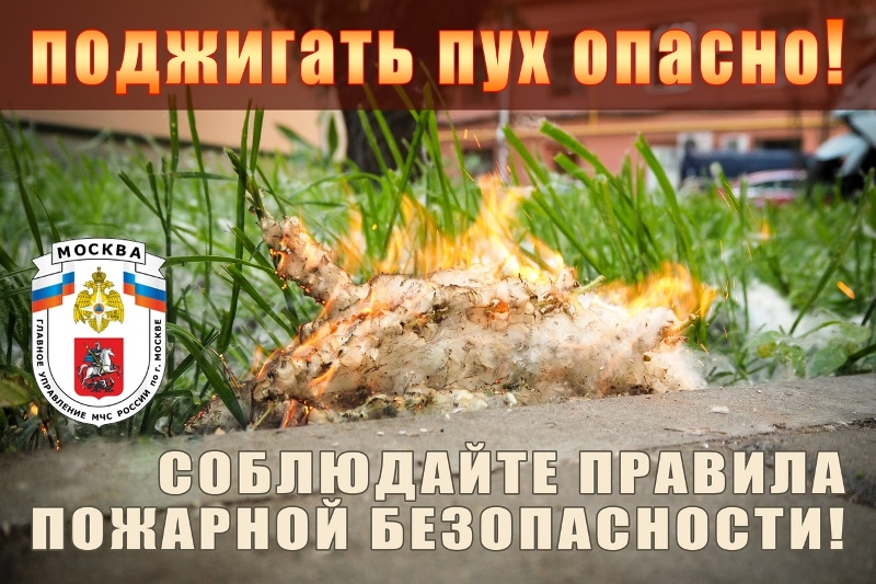 Тополиный пух — источник пожарной опасности и опасная «игрушка» для детей!