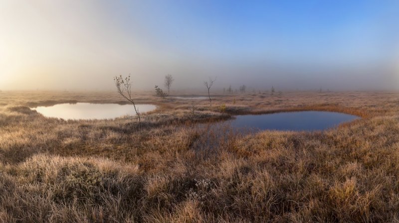 Болота ленинградской области, которые поражают своей красотой болото, природа, фотографии