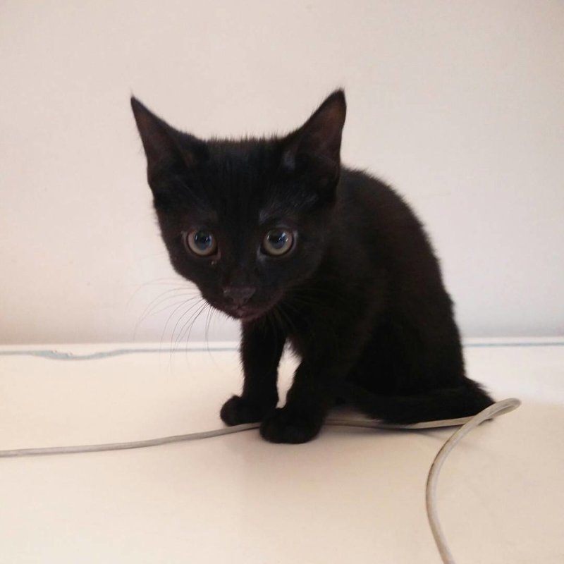 История одного кота История одного кота животные, история, кот, черный кот