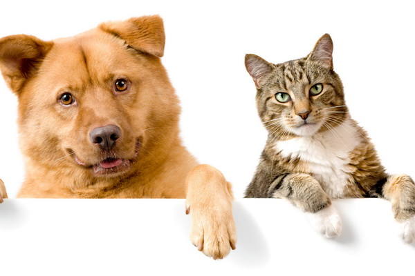 В Азове проведут стерилизацию собак и кошек по льготной цене