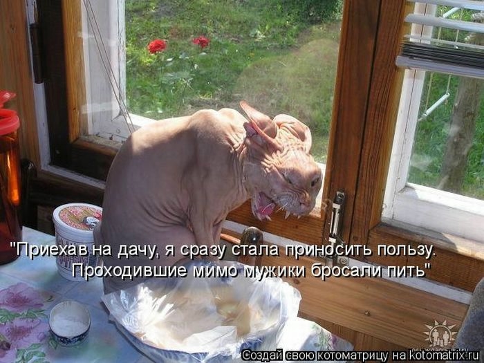 ДАЧНЫЙ ПОЗИТИВ В КАРТИНКАХ