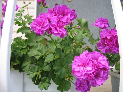 Герань ампельная Pac Blue Sybil Герань ампельная Pac Blue Sybil